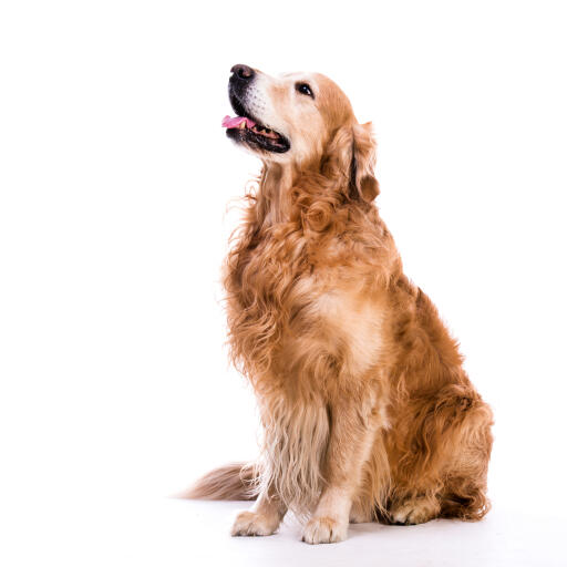 Een volwassen Golden retriever met een prachtige lange, gekrulde vacht