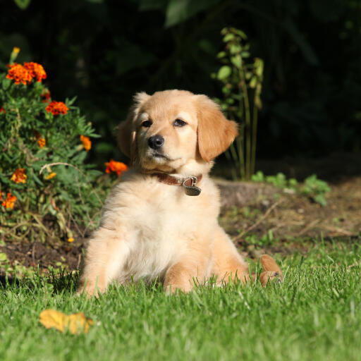 Een lieve kleine hovawart puppy met een ongelooflijk zachte korte vacht en grote flaporen