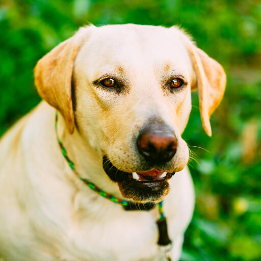 Een close up van een labrador retriever's mooie, dikke, dubbele vacht