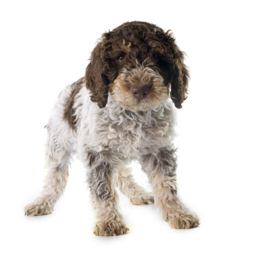 Een mooie laGotto romagnolo met flaporen en een zachte vacht