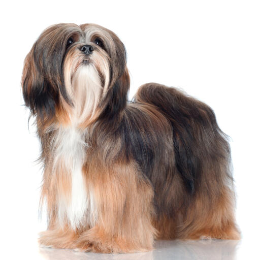 Een mooie lhasa apso met een Goed verzorgde vacht en een grote borstelige staart