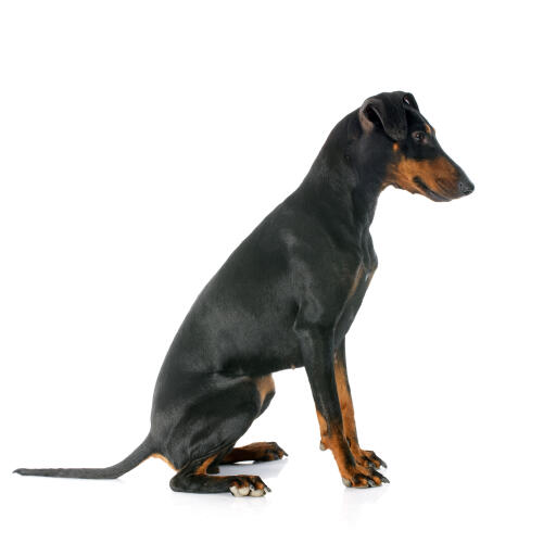 Een manchester terrier met een prachtige, korte zwarte vacht en mooie lange staart