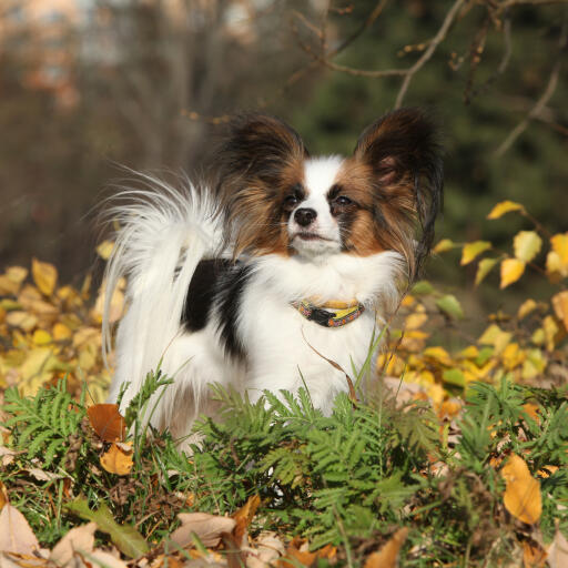 Een dappere papillon met een mooie pluizige vacht