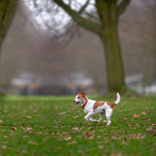 Een parson russell terrier die wat verdiende beweging krijgt los van de lijn