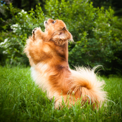 Een opgewonden, kleine pekingees met een prachtig verzorgde vacht