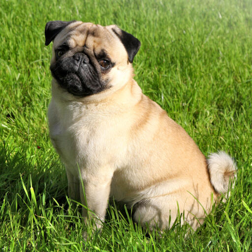 Een mooie, kleine mopshond die netjes op het gras zit