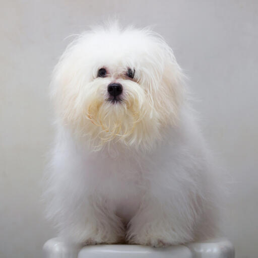 Een shih tzu met een grote pluizige vacht, pronken met zijn smerige baard