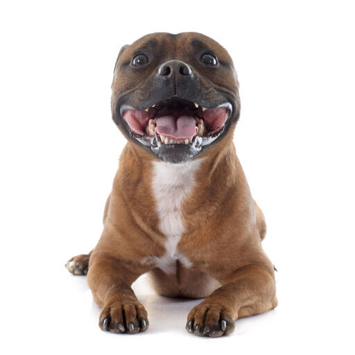 Een prikkelbare en speelse jonge staffordshire bull terrier hijgend