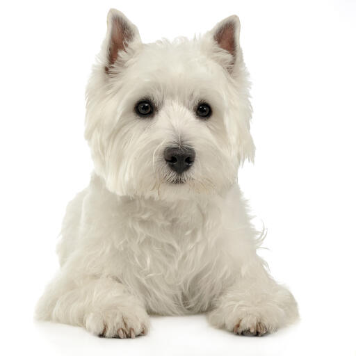 Een volwassen west highland terrier die netjes op de vloer ligt