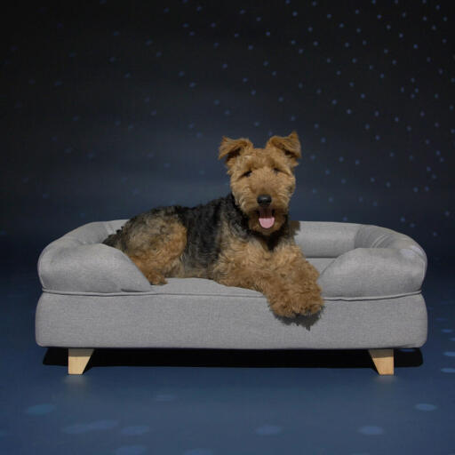 Hond liggend op Omlet memory foam bolster hondenbed met vierkante houten poten