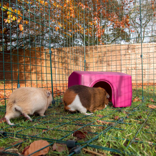 Twee cavia's, een bruine en een witte in een inloopren Goin een roze schuilplaats