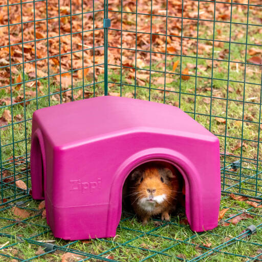 Een bruine cavia in een schuilplaats in een dierenren