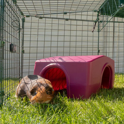 Cavia stond buiten een asiel in een dierenren