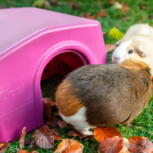 Cavia komt uit paarse Zippi schuilplaats