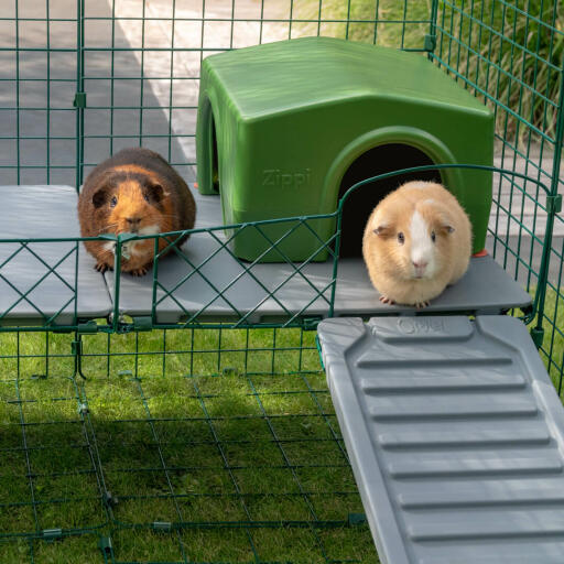 Cavia’s vinden het geweldig om uit te kijken vanaf de verhoging die de Zippi vides bieden