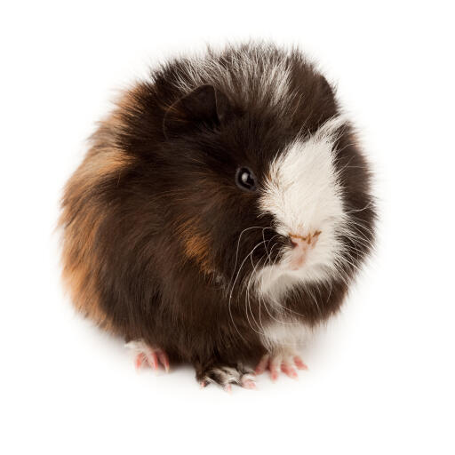 Een prachtige kleine pluizige abessijnse cavia