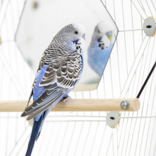 Een parkiet zittend op een zitstok in een Omlet vogelkooi kijkend in de spiegel.