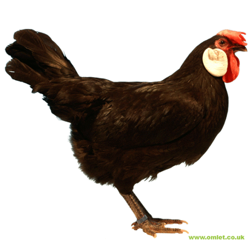 Grote zwarte minorca kip