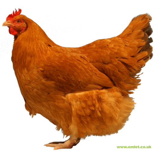 Grote lincolnshire buff hen