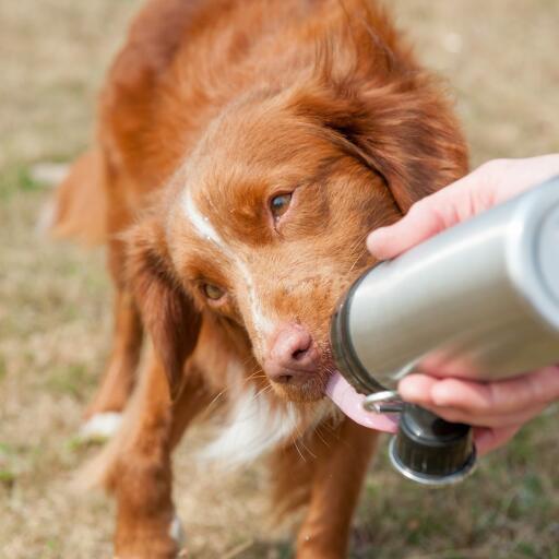 Hond die water van lange poten likt hondenwaterfles