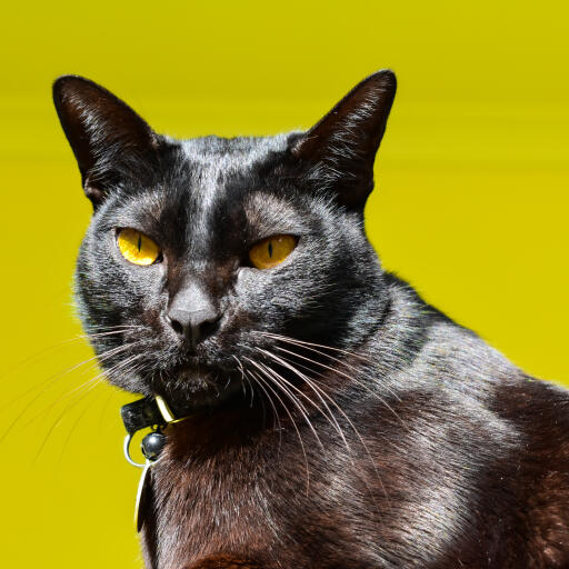 Mandalay kat close up tegen gele achtergrond