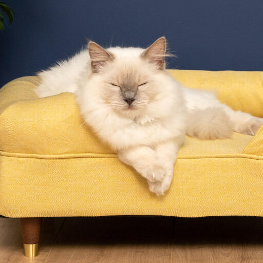 Schattige witte pluizige kat zittend op mellow gele traagschuim kat bolster bed met koperen dop voeten