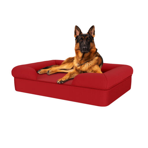 Hond zittend op merlot rood groot traagschuim bolster hondenbed