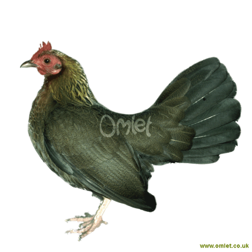 Old english game partridge female 