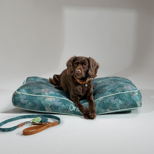 Een hond liggend op het natuurpad kussen hondenbed met toebehoren