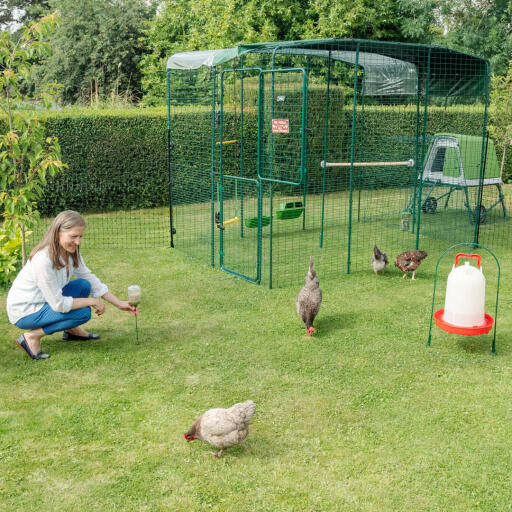 Een vrouw die een kippensnoepje in de grond stopt voor de kippen.