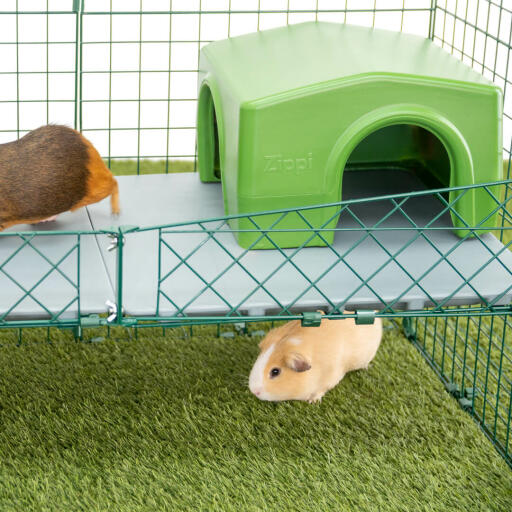 Zippi vides bieden uw cavia’s nieuwe manieren om te bewegen, spelen en ontdekken