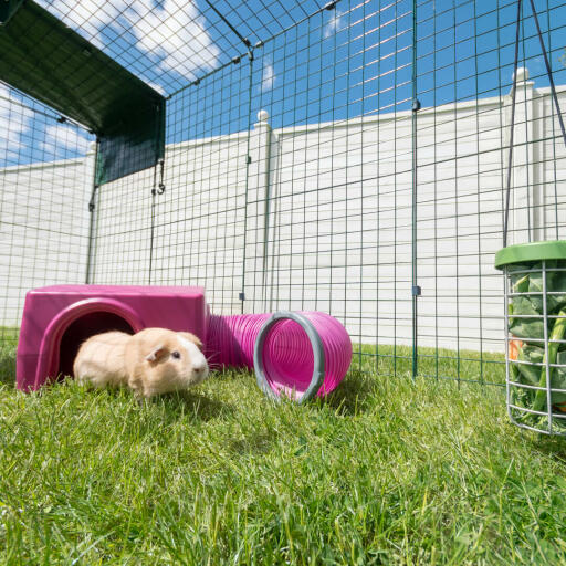 Een paarse Omlet cavia schuilplaats en tunnel.