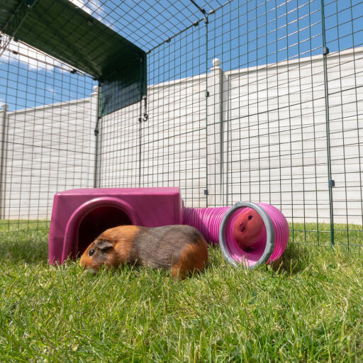 Een paarse Omlet cavia schuilplaats.