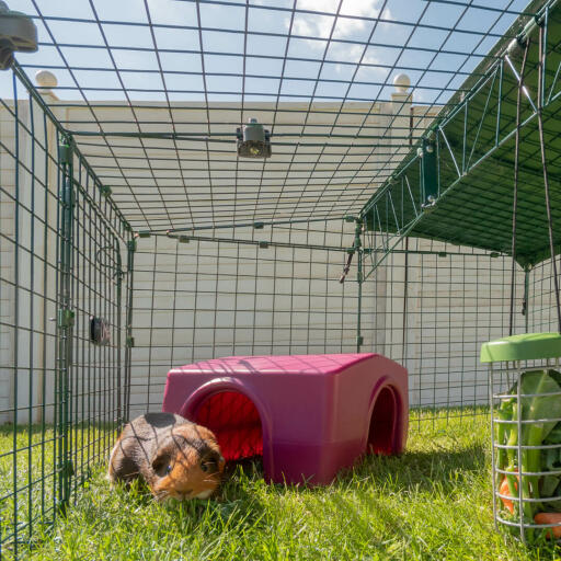 Een cavia die geniet van zijn schuilplaats.