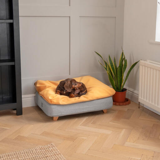 Teckel liggend op Omlet Topology hondenbed met zitzak topper en vierkante houten voetjes