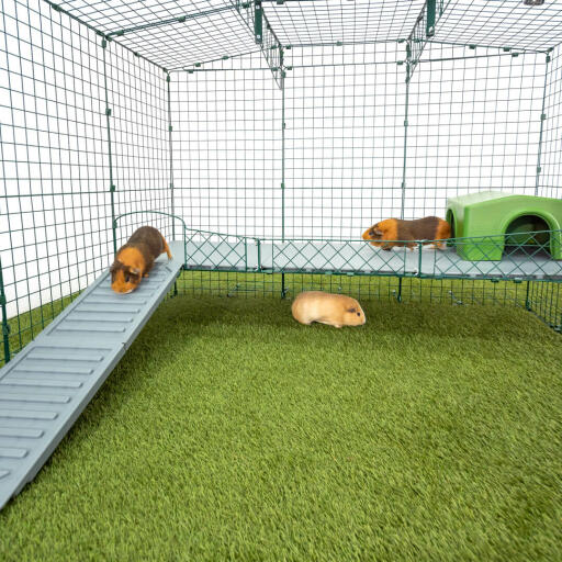 in tegenstelling tot getuige scheuren Zippi vides voor cavia's - 3 panelen - 1 helling | Omlet