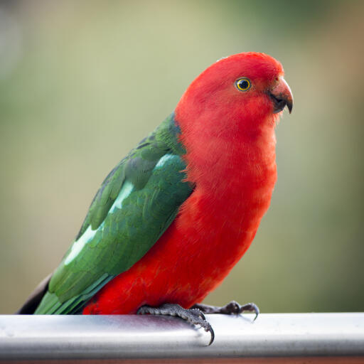 Een australische koningspapegaai, met een mooi, groen en rood verenpatroon