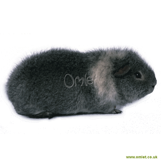 Rex cavia