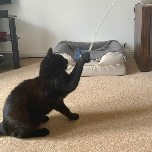 Zwarte kat spelend met zeester kat stuk speelGoed