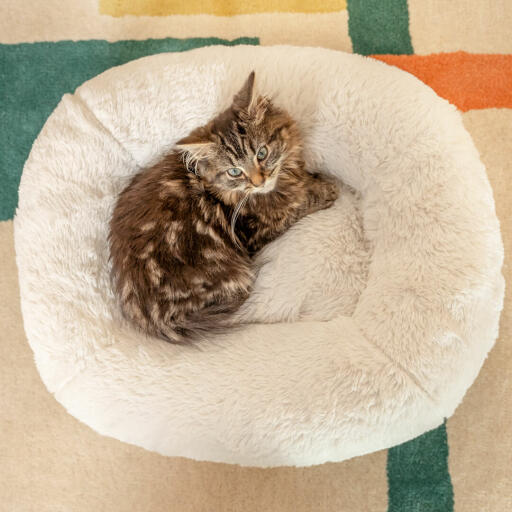 Kitten Georgie, net iets zwaarder dan 1 kg, is dol op het donut kussen van de Maya kattenmand