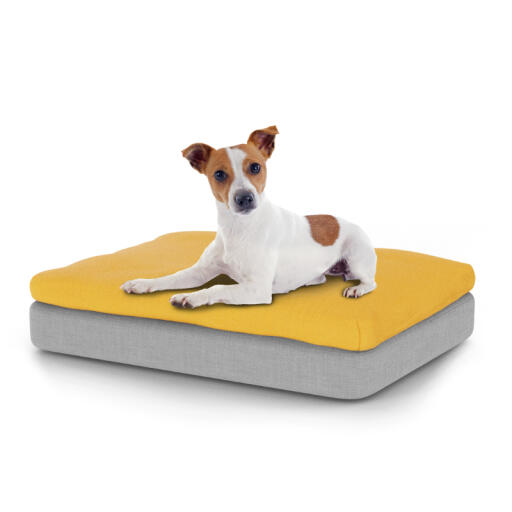 Hond zittend op klein Topology hondenbed met bonenzak topper