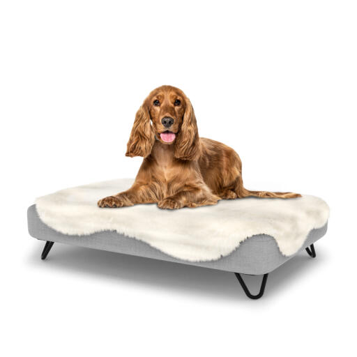 Hond zittend op medium Topology memory foam hondenbed met makkelijk schoon te maken schapenvacht topper en zwarte haarspeld voetjes