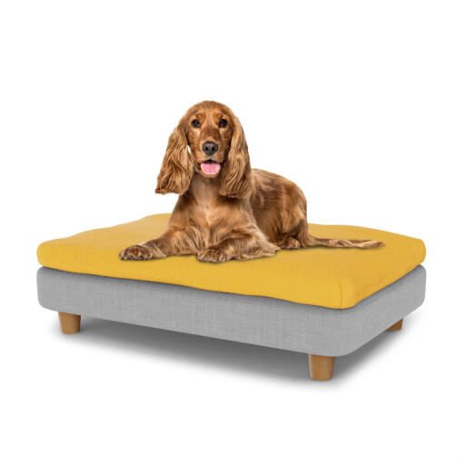 Kleine hond zittend op medium Topology hondenbed met bonenzak topper en ronde houten poten