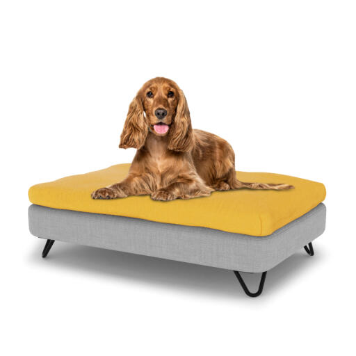 Hond zittend op een medium Topology hondenbed met zitzak topper en zwarte metalen haarspeld voeten