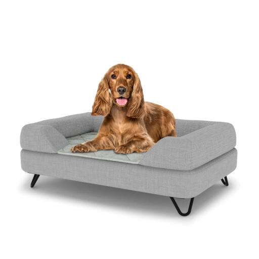 Hond zittend op een medium Topology hondenbed met grijze bolster topper en zwarte metalen haarspeld voeten