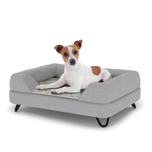 Hond zittend op een klein Topology hondenbed met grijze bolster topper en zwarte metalen haarspeld voeten