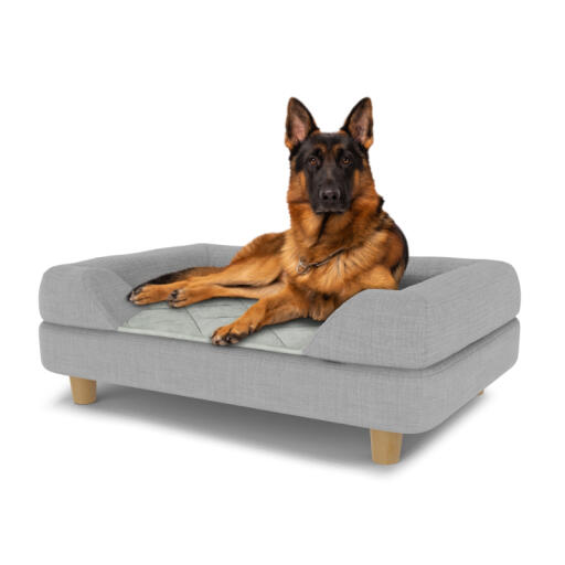 Hond zittend op een groot Topology hondenbed met grijze bolster topper en houten ronde poten