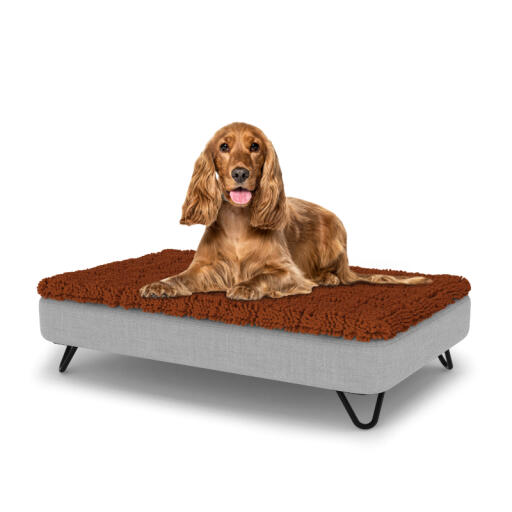 Hond zittend op een medium Topology hondenbed met microvezel topper en zwarte metalen haarspeld voeten