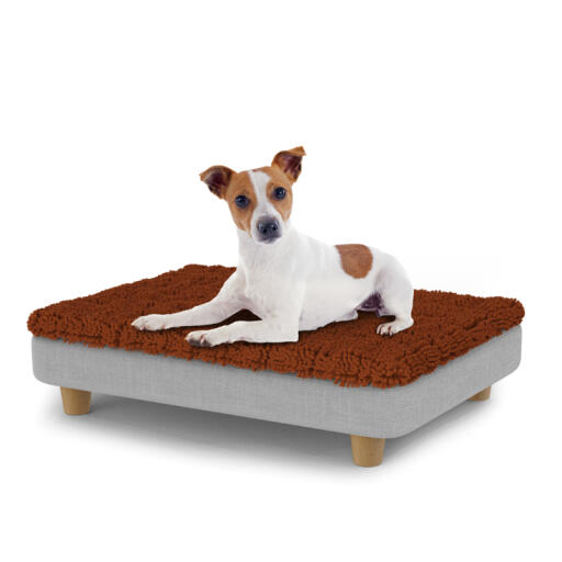 Hond zittend op een klein Topology hondenbed met microvezel topper en houten ronde poten