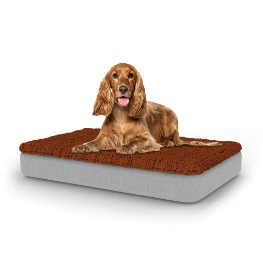 Hond zittend op medium Topology hondenbed met microvezel topper